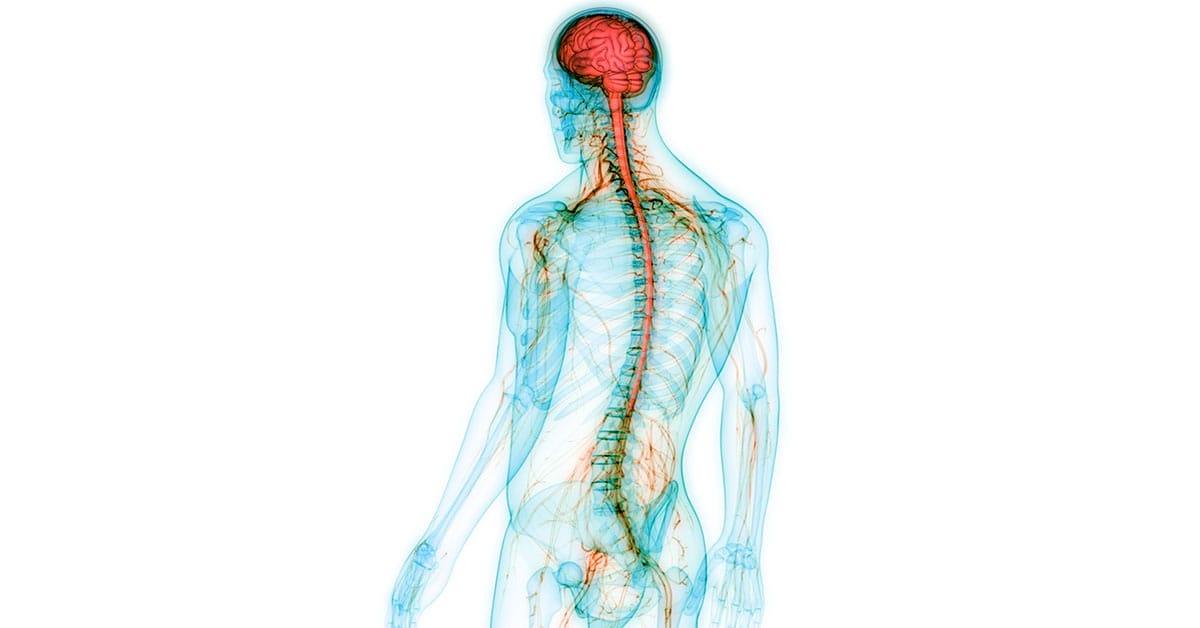 Human Central Nervous System with Brain Anatomy